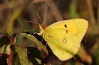 Colias croceus (2)